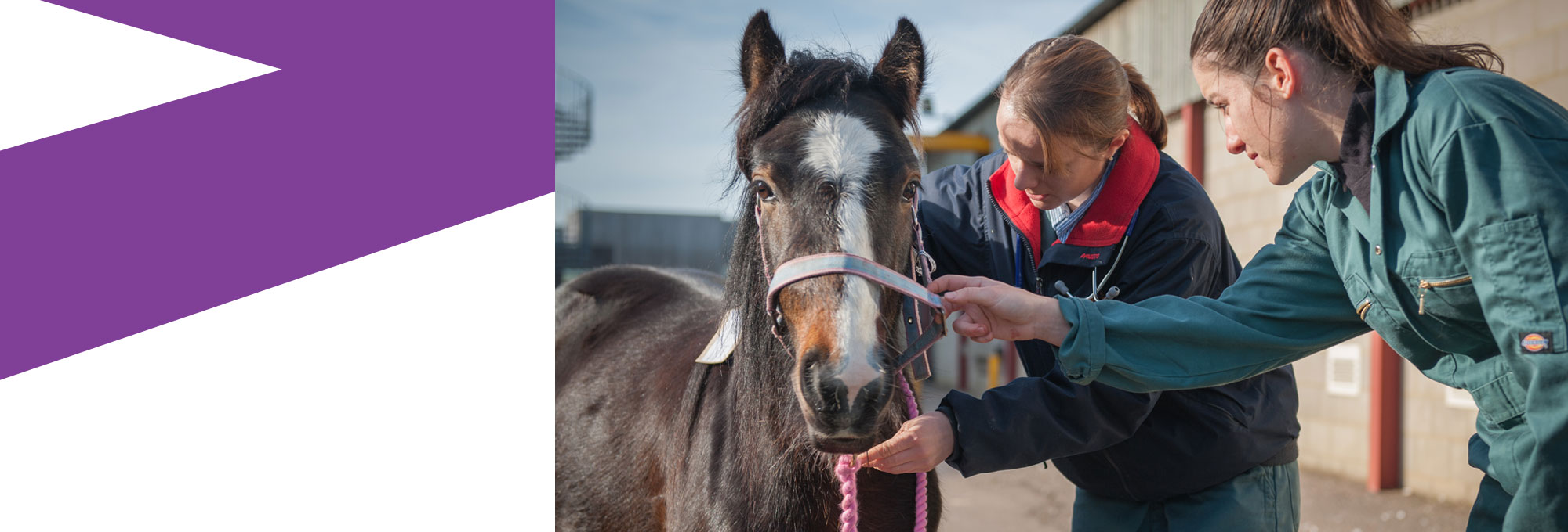 New RVC study reveals the impact of farriery interventions